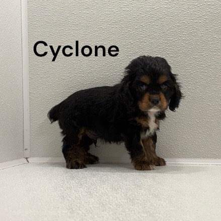 puppy, for, sale, Cocker Spaniel, Joe & Cherri  Overlease, dog, breeder, Miller, MO, dog-breeder, puppy-for-sale, forsale, nearby, find, puppyfind, locator, puppylocator, aca